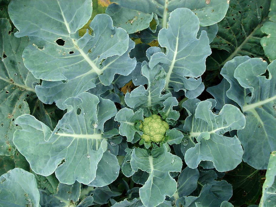 cauliflower, plant, vegetable, leaf, plant part, growth, green color HD wallpaper