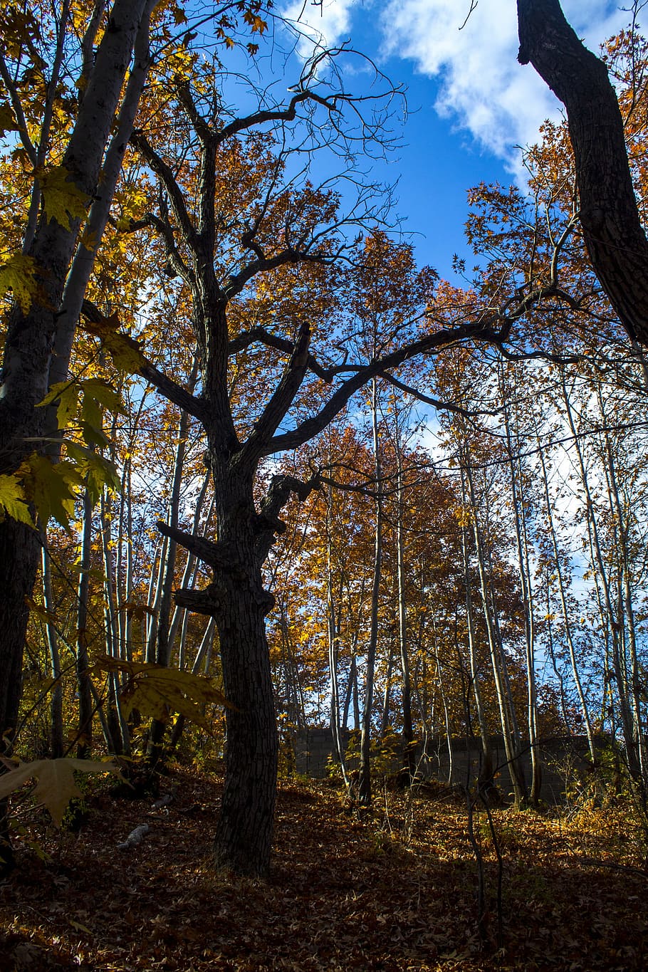 tree, landscape, forest, fall, plant, tranquility, beauty in nature HD wallpaper