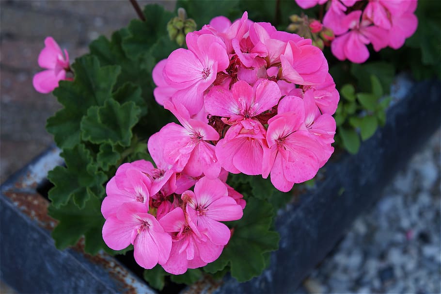 geranium, spring, pink, flower, garden, blossom, flowering plant HD wallpaper