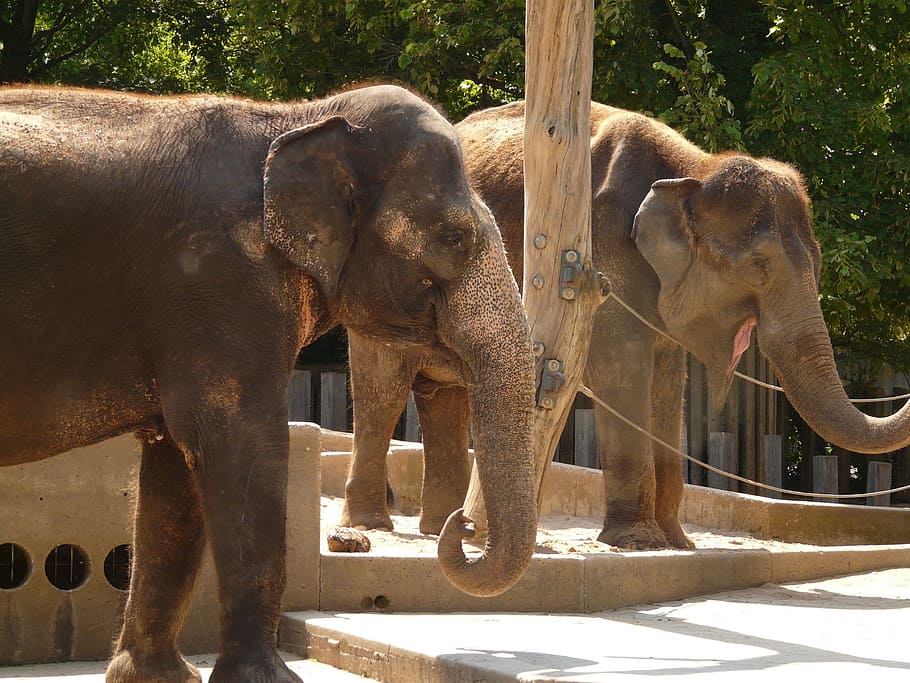 Elephant, Proboscidea, Zoo, Flock, grey, proboscis, enclosure HD wallpaper