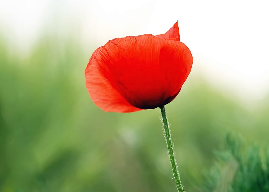 Plant, Nature, Live, flower, red, freshness, beauty in nature HD wallpaper