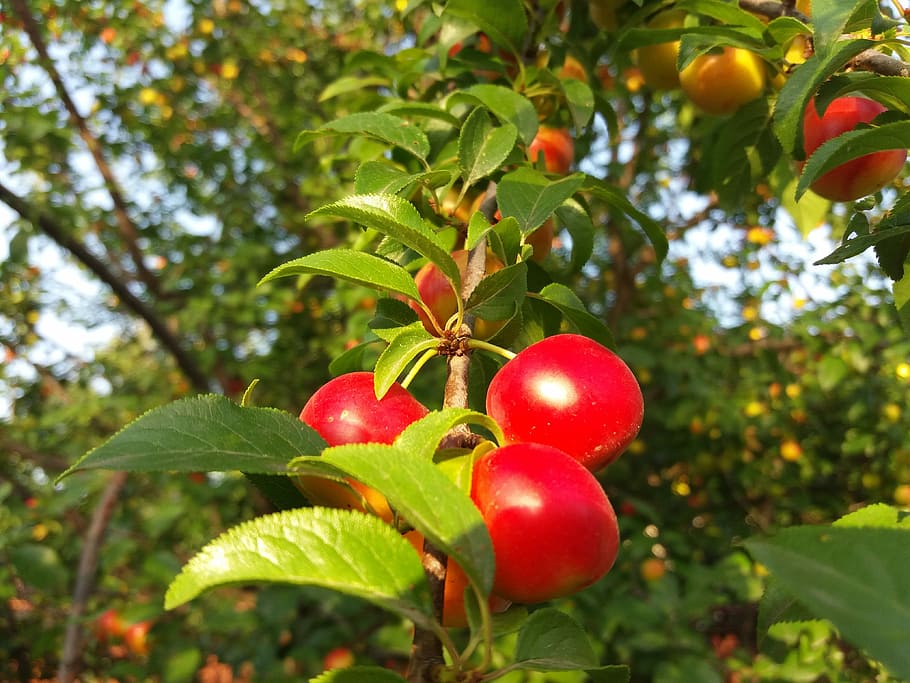 fruit, nature, spring, leaf, plant part, food and drink, growth HD wallpaper