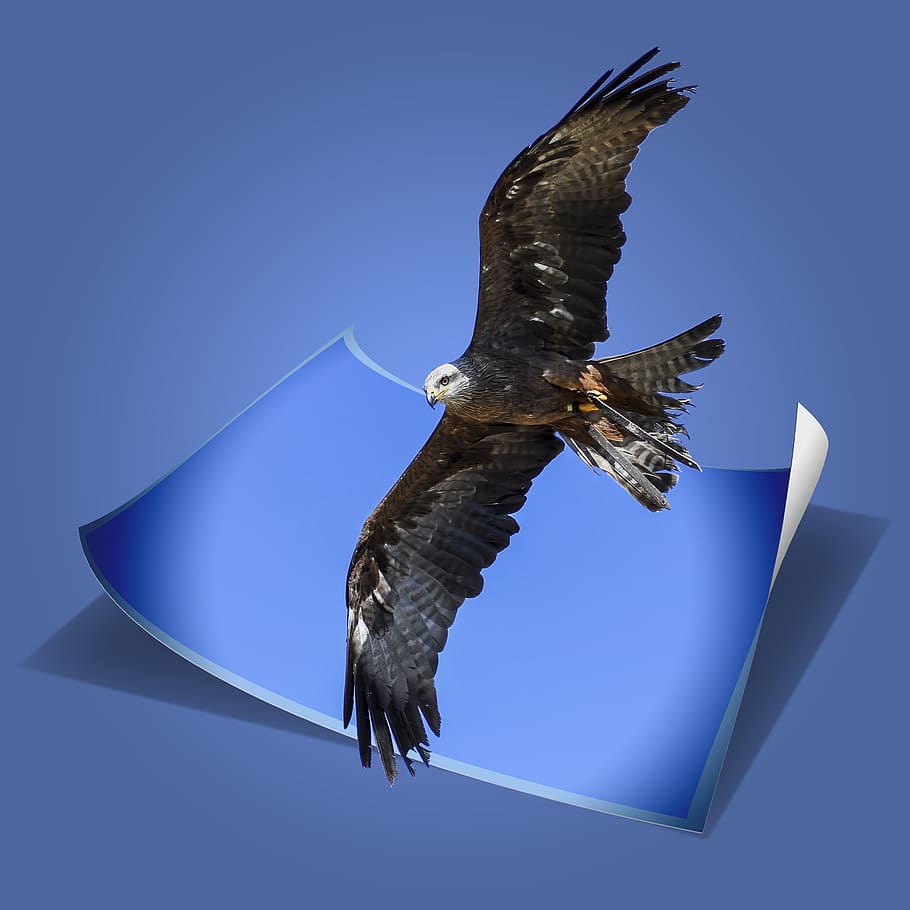 buzzard, raptor, flight, bird, sky, blue, wildlife, nature HD wallpaper