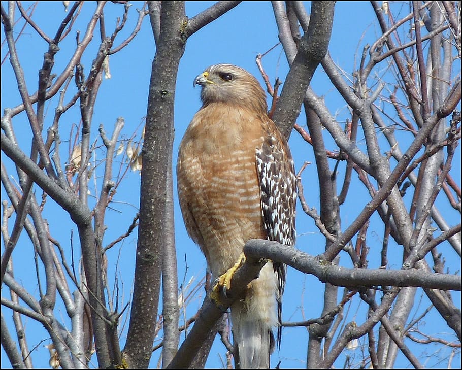 brown bird perched on brown branch at daytime, hawk, tree, raptor HD wallpaper