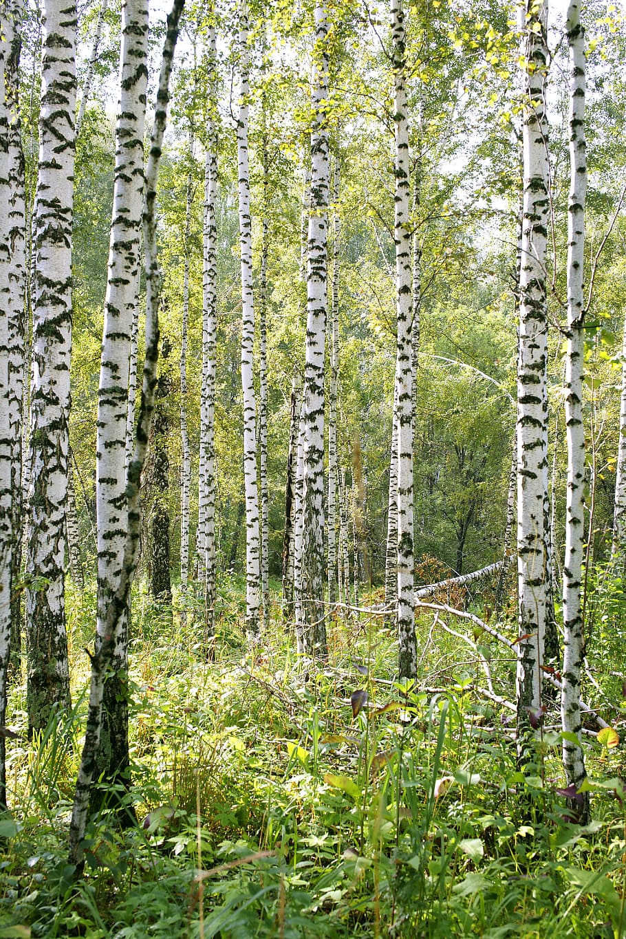 birch trees during daytime photo, Forest, Nature, living nature HD wallpaper
