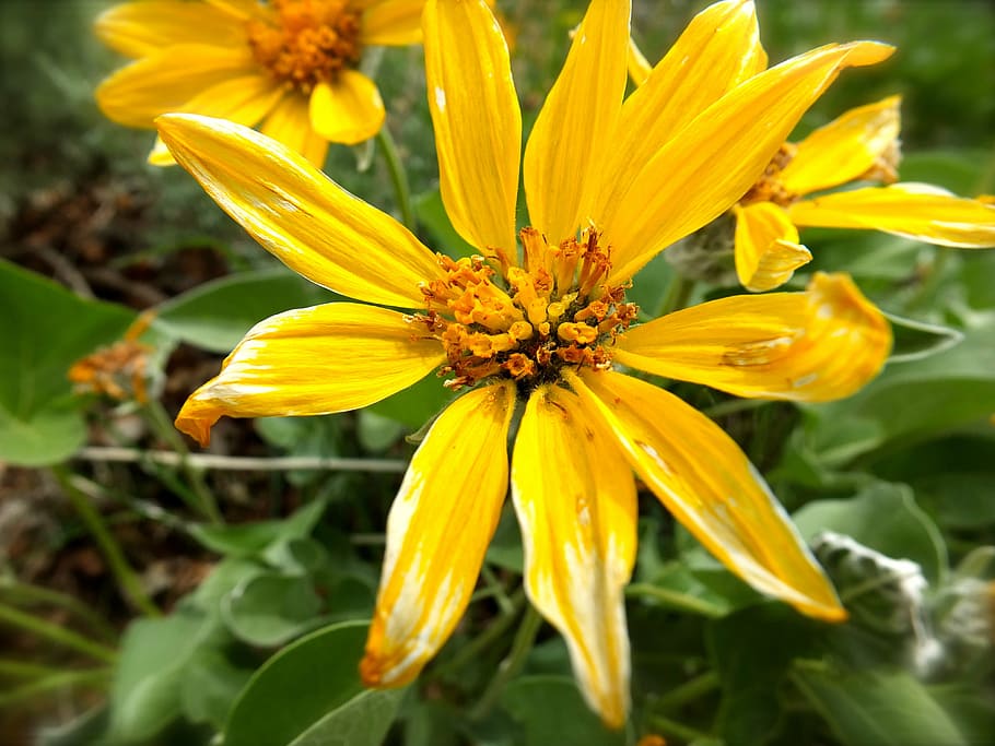 flower, outdoors, spring, sun, flowering plant, fragility, vulnerability HD wallpaper
