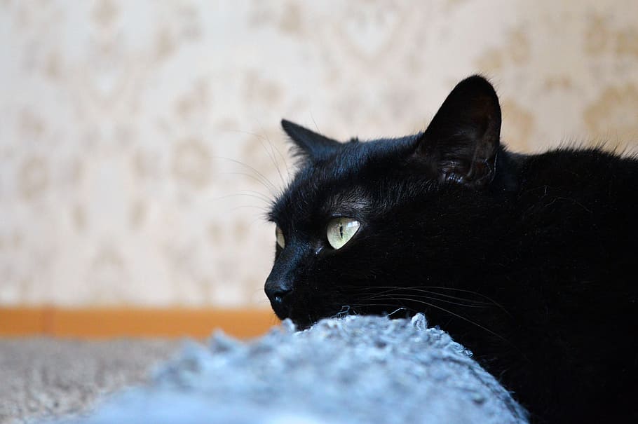 black cat, scratching posts, views, cat dreams, cat is, pet HD wallpaper