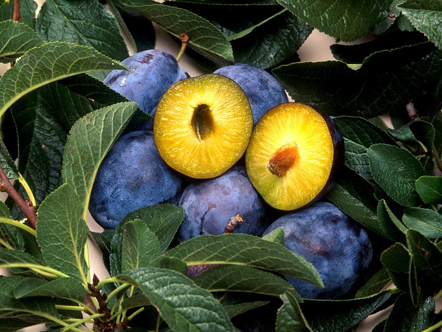 sliced round fruits on green plants, Plum, Nuclear, nature HD wallpaper