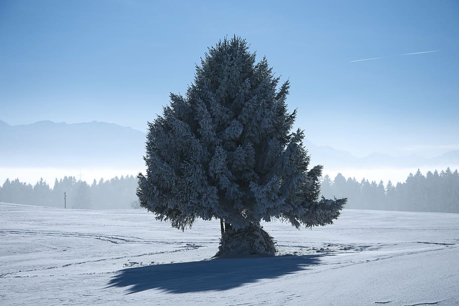 winter, tree, nature, snow, wintry, landscape, cold, frost HD wallpaper