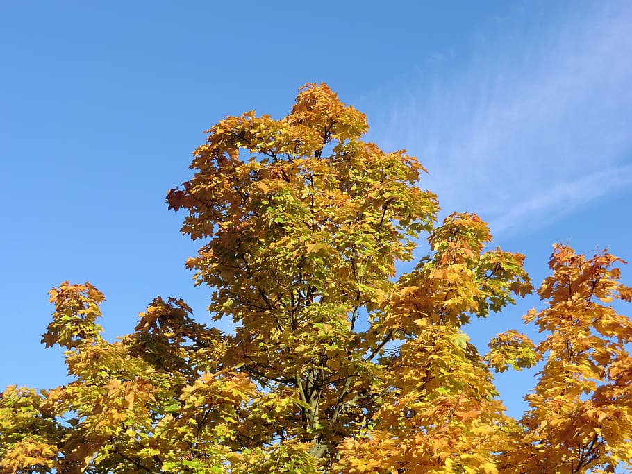 autumn light, leaves, fall foliage, plant, tree, sky, beauty in nature HD wallpaper