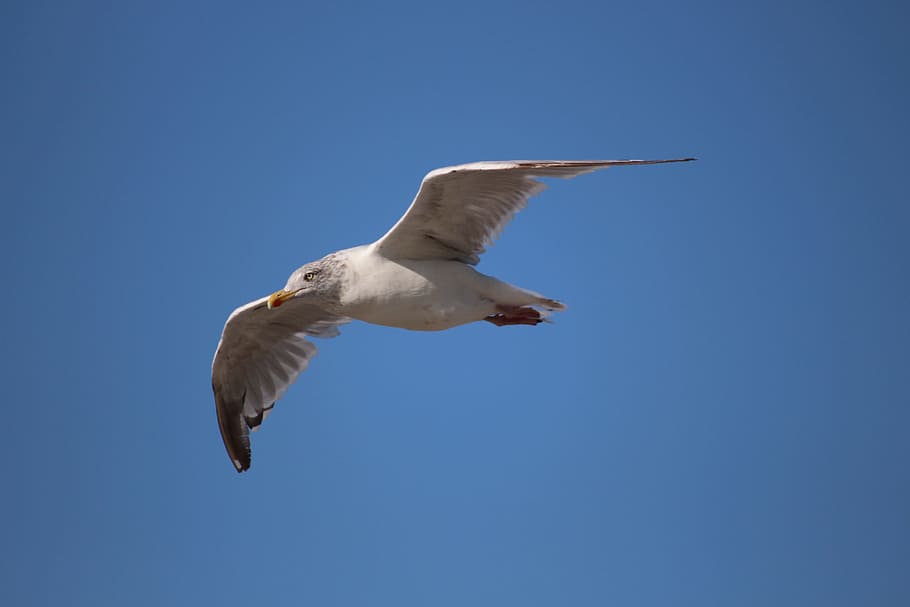 seagull, animal, bird, water bird, north sea, norderney, fly, HD wallpaper