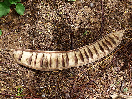Seed, Chambers, Pod, Legume, Open, Seeds, seed chambers, woody HD wallpaper