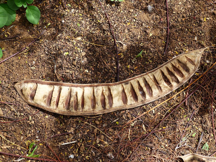 Seed, Chambers, Pod, Legume, Open, Seeds, seed chambers, woody HD wallpaper
