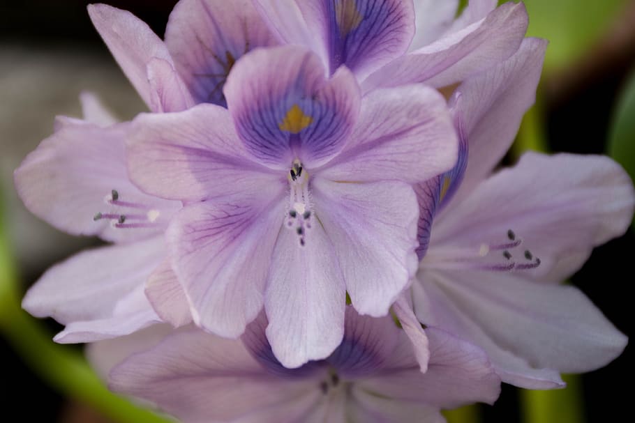 orchid, purple flowers, lotus, cho, refreshing, the green, flower garden, HD wallpaper