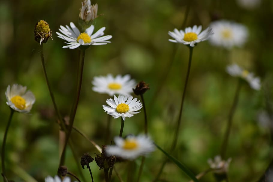 daisies, spring, prato, flowers, green, white, yellow, nature HD wallpaper