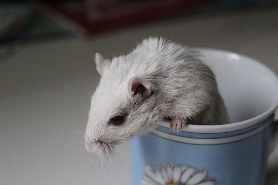 racing mouse, cup, rodent, cute, animal, animal themes, mammal HD wallpaper