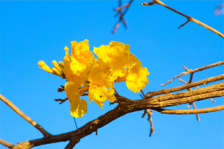 yellow, blossoms, branch, blue, plant, nature, sky, low angle view HD wallpaper