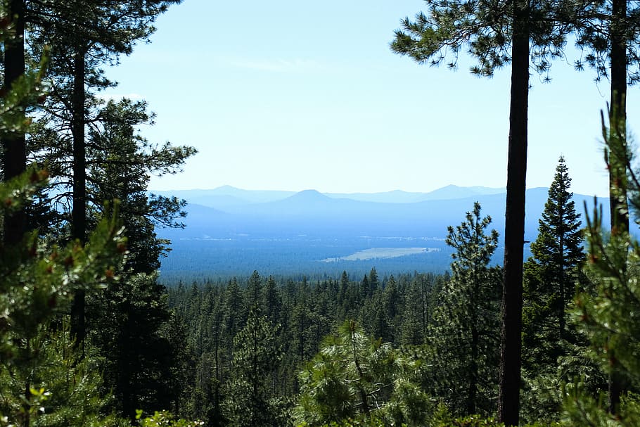 forest, oregon, nature, landscape, trees, travel, green, northwest HD wallpaper