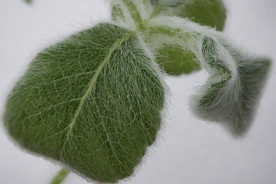 Sheet, Macro, Veins, her, green, green color, close-up, no people HD wallpaper