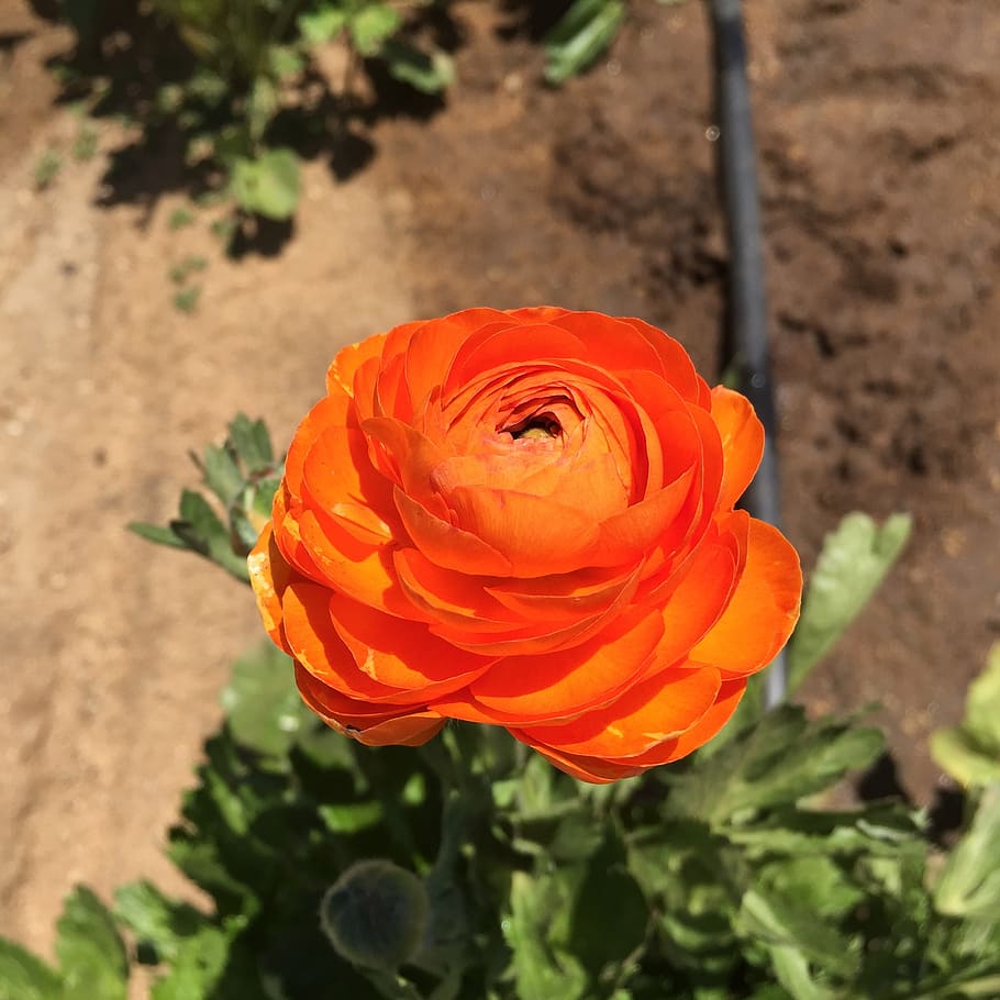 ranunculus, orange, flower, spring, flowering plant, petal HD wallpaper