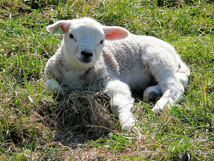 white sheep on grass, lamb, nature, animals, countryside, pasture HD wallpaper