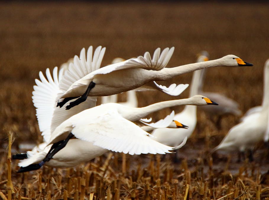 flying geese during daytime, swan, whooper swan, bird, migratory bird, HD wallpaper