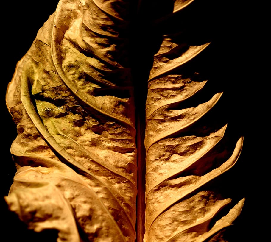 autumn, dry leaf, plant part, close-up, studio shot, no people HD wallpaper
