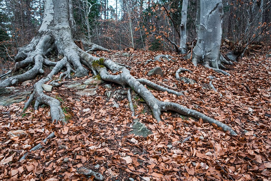 brown dried leaves covering forest ground during twilight, root HD wallpaper