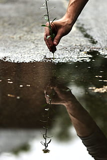 person holding green leaves plant photography, water, rain HD wallpaper