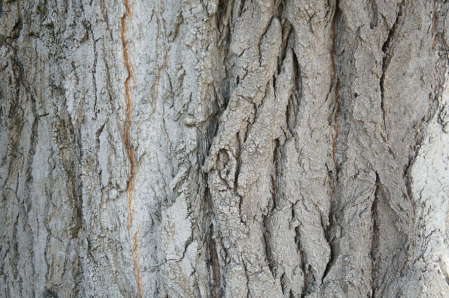 tree, bark, structure, wood, nature, backgrounds, full frame HD wallpaper