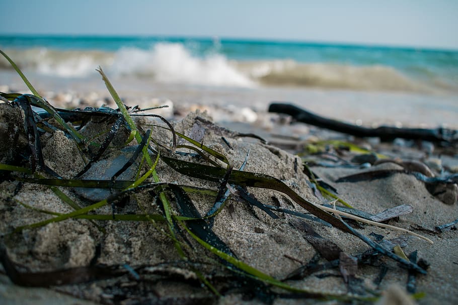 sea, grass, beach, water, land, nature, tranquility, sand, no people HD wallpaper