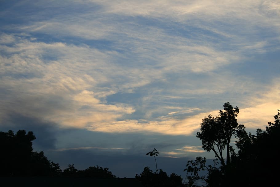 clouds, spread, thin, white, pearly, irridescent, trees, sky HD wallpaper