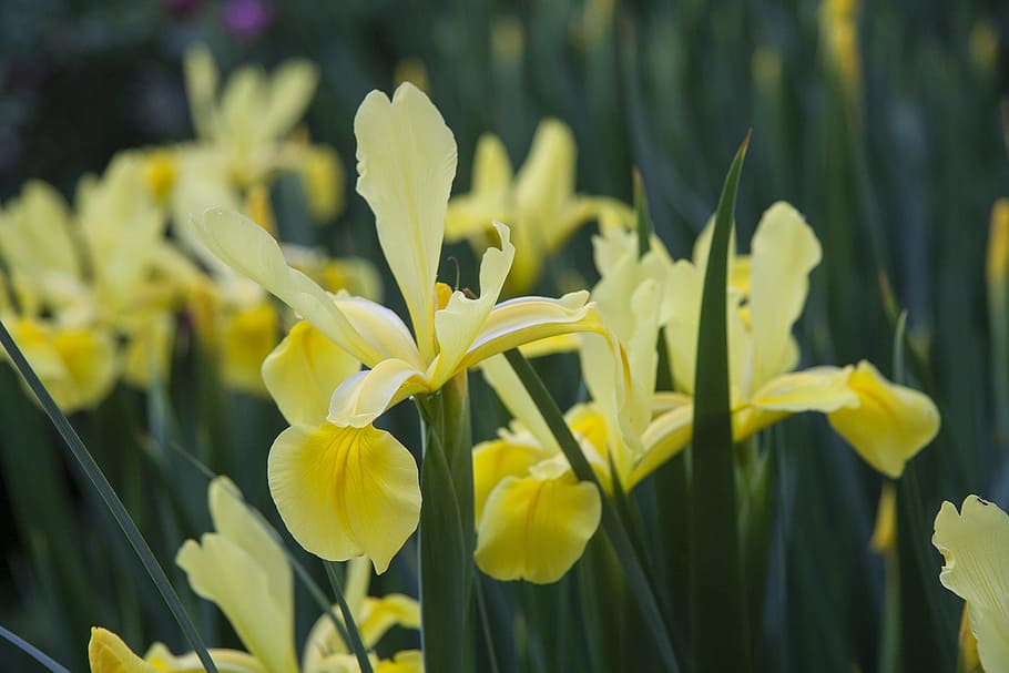 Iris, Flower, Bloom, Spring, flowering, plant, yellow, nature HD wallpaper