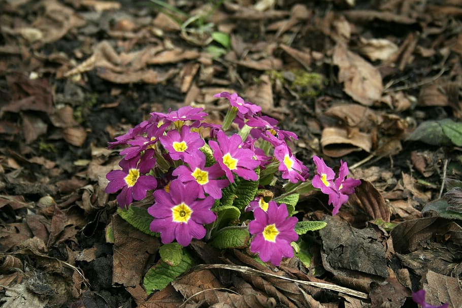 flower, forest, plant, flowering plant, freshness, beauty in nature HD wallpaper