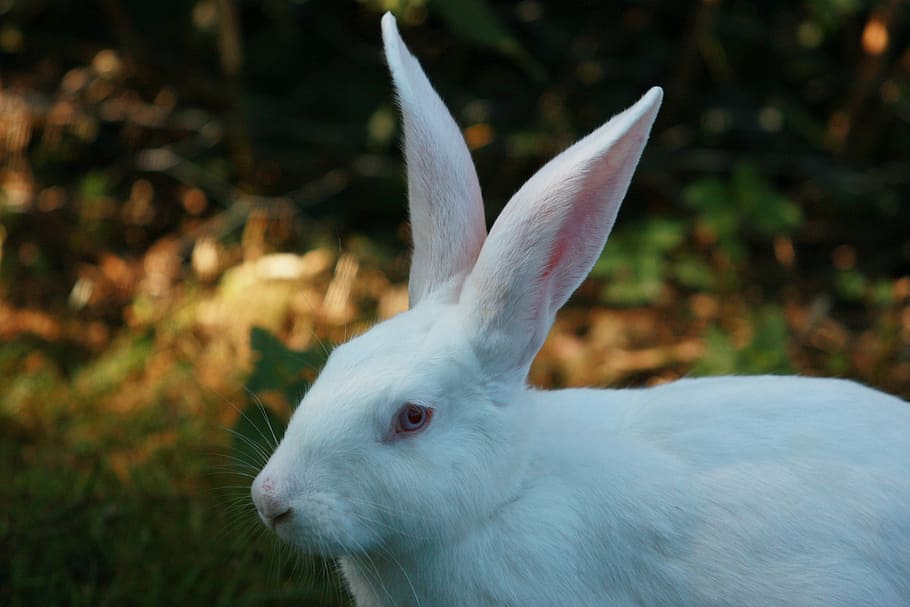 white hare, rabbit, humane attitude, bio, ears big, rabbit - Animal, HD wallpaper