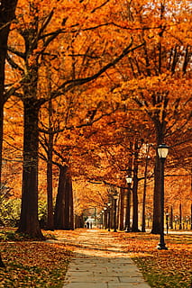 two person waking on the street, photo, autumn, season, pathway HD wallpaper
