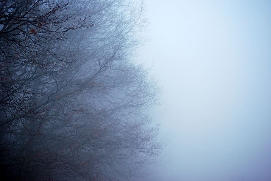 low-angle photo of leafless tree, fog, wood, forest, winter HD wallpaper