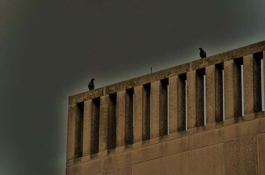 bird, birds, fly, doves, wings, flying, animal, architecture HD wallpaper