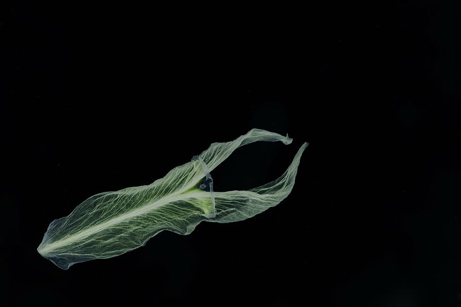 flower, petal, negative, black background, studio shot, copy space HD wallpaper