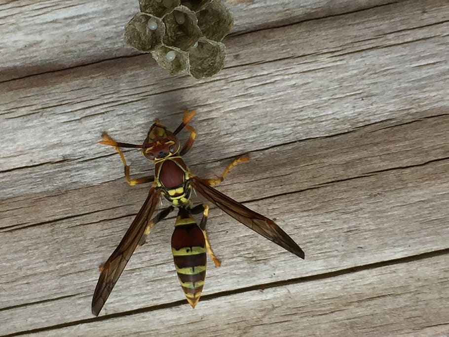Insect, Wasp, Nest, Eggs, Yellow, wood - material, animal themes HD wallpaper