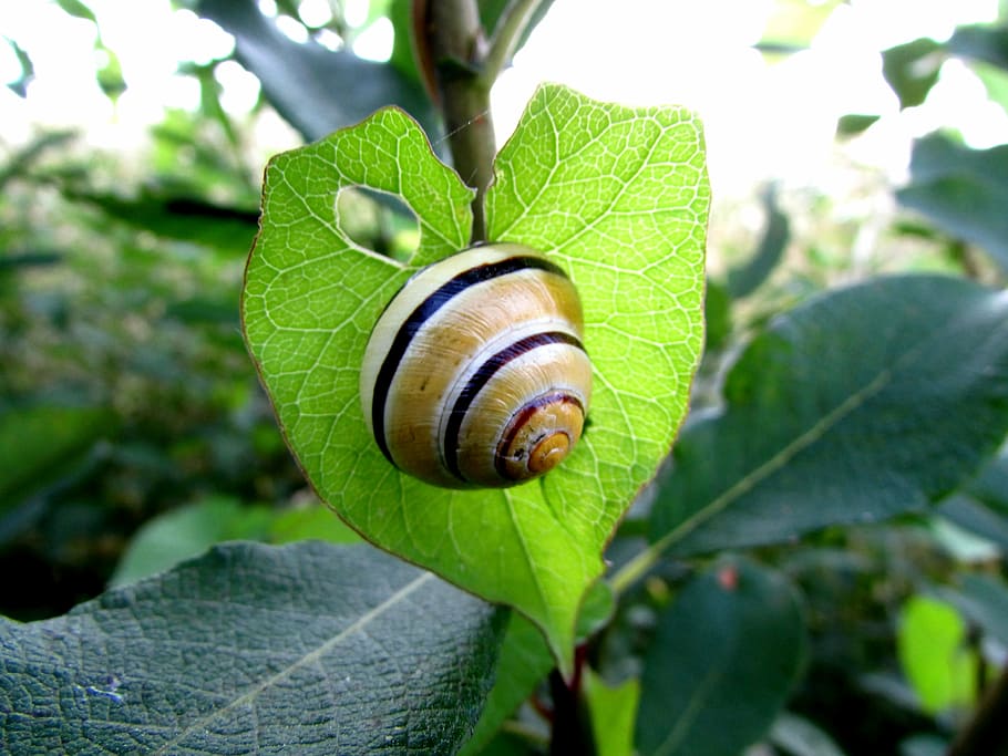 snail, molluscs, shell, animals, heart, leaf, plant part, invertebrate HD wallpaper