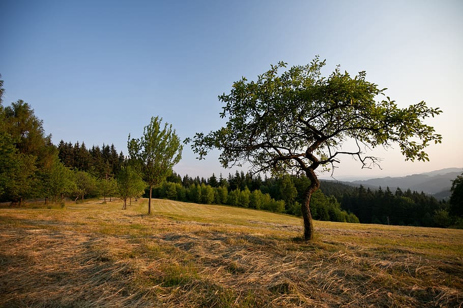 Tree, Grass, Landscape, Meadow, nature, outdoors, forest, scenics HD wallpaper