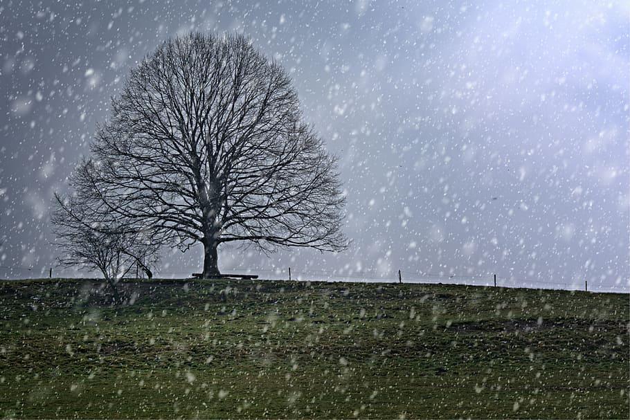 tree, individually, snow, winter, snowfall, wintry, snowy, nature HD wallpaper