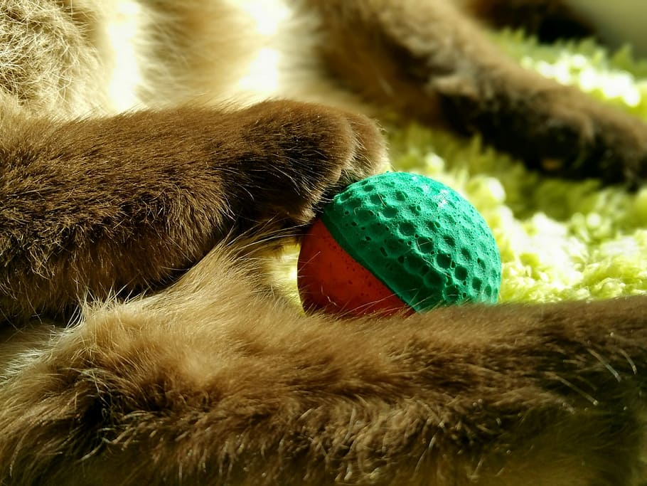 Cat, Paws, Play, Ball, Adidas, close-up, indoors, no people HD wallpaper