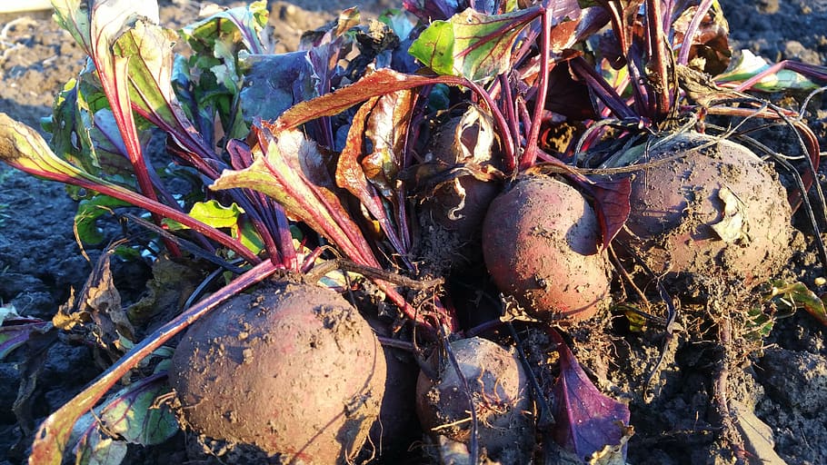 beetroot, allotment, growing, gardening, harvesting, plant HD wallpaper