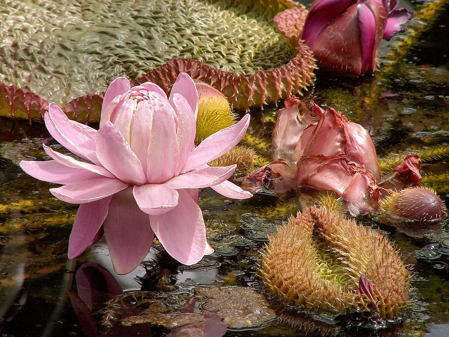 pink lotus flower in bloom at daytime, lily, water lily, victoria lily, HD wallpaper