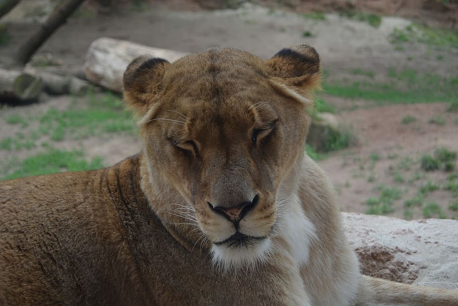 Lioness, Predator, Cat, lion females, animals in the wild, one animal HD wallpaper