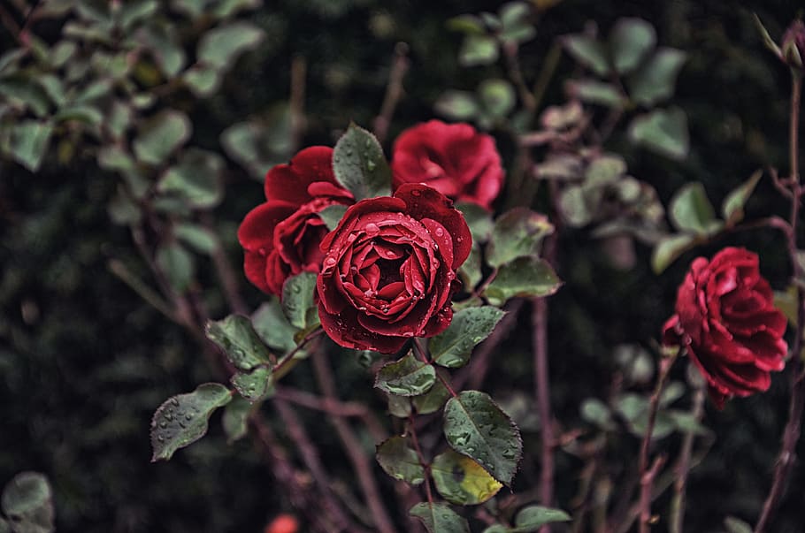 tilt lens photography red flowers, selective focus of red roses at bloom HD wallpaper