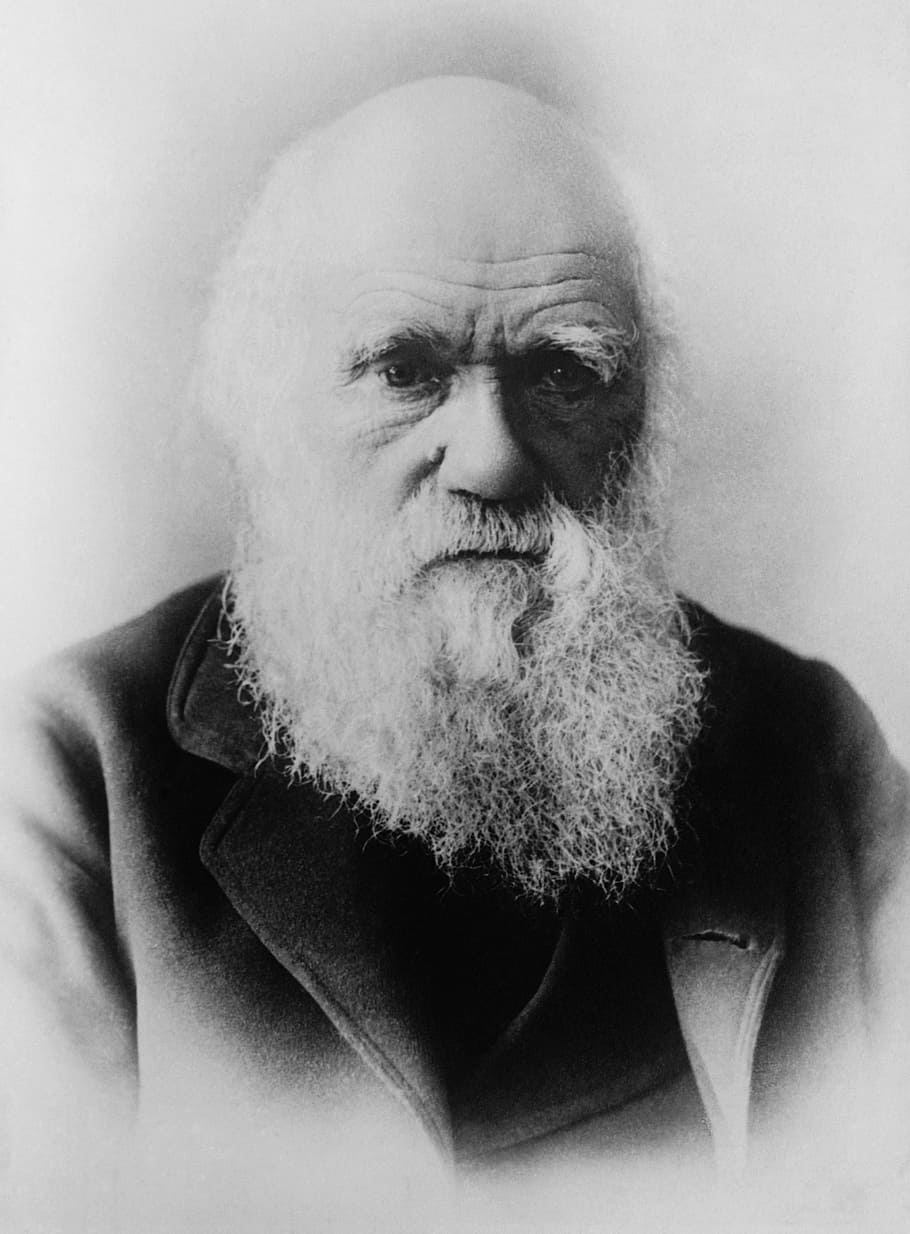 man portrait, charles darwin, scientists, theory of evolution
