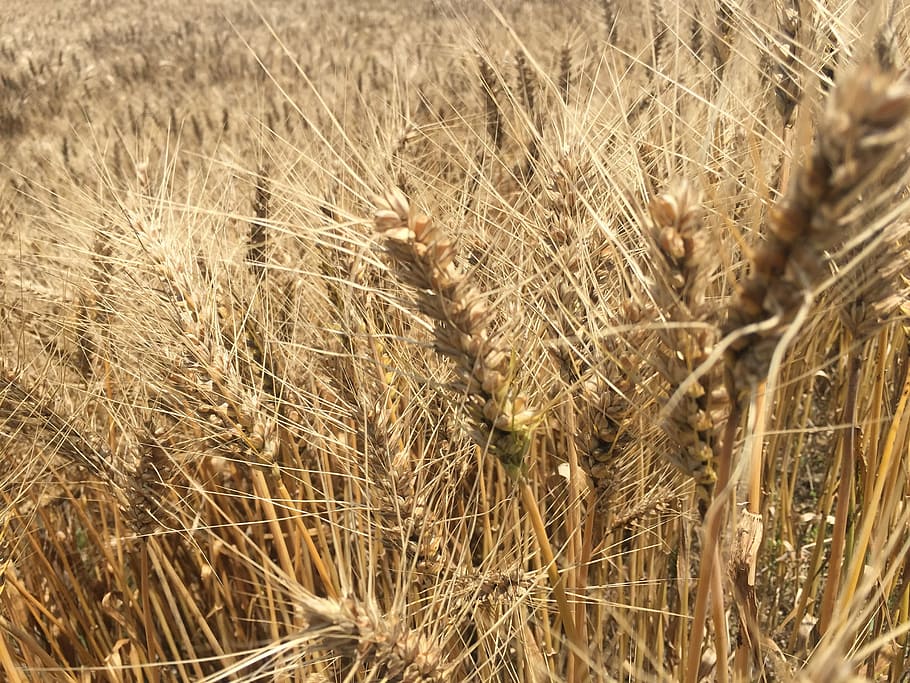 summer, wheat, hope, plant, field, growth, nature, close-up HD wallpaper